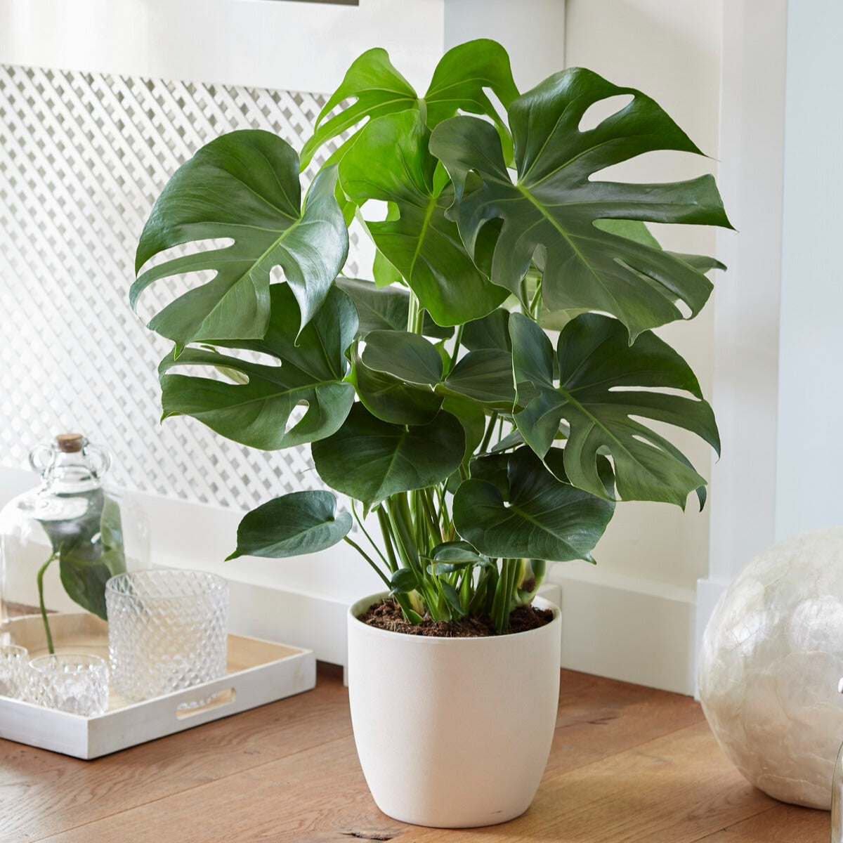Gatenplant - Monstera deliciosa - Monstera