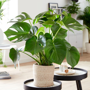 Philodendron Monstera deliciosa - Willemse