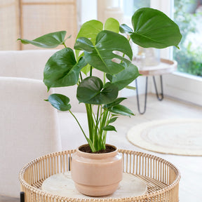 Philodendron Monstera deliciosa - Monstera deliciosa - Willemse