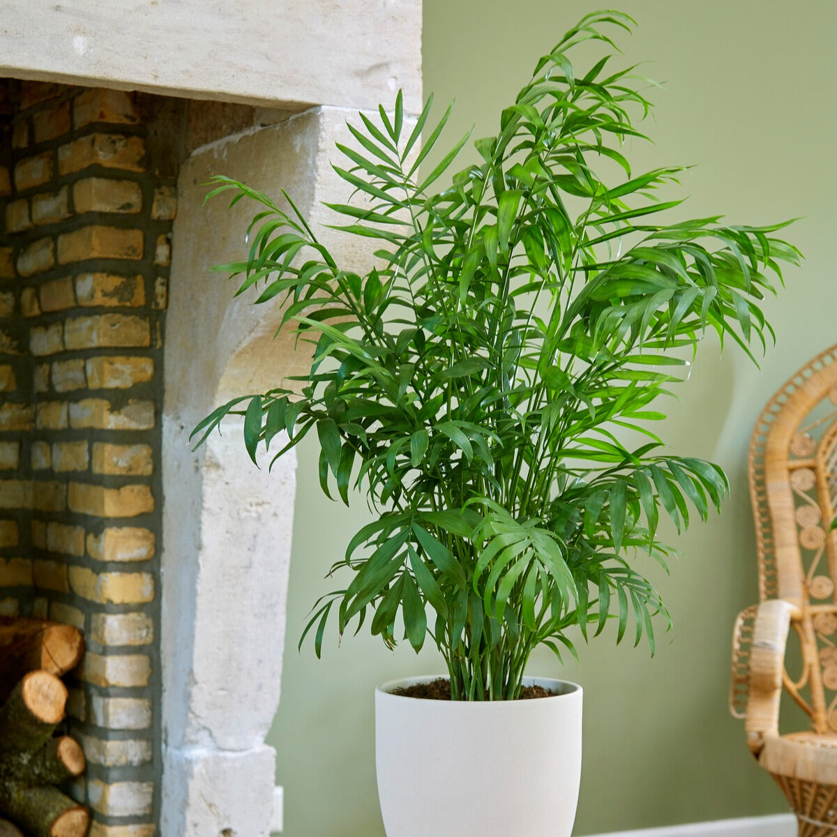 Chamaedorea elegans - Mexicaanse dwergpalm - Binnenpalmen