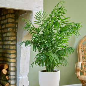 Chamaedorea elegans - Mexicaanse dwergpalm - Binnenpalmen