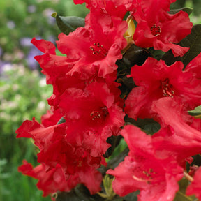 Rhododendron Baden Baden - Rhododendron 'Baden Baden' - Rhododendron