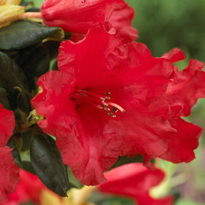 Rhododendron 'Baden Baden' - Willemse