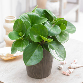 Peperomia 'Green' - Peperomia green - Willemse