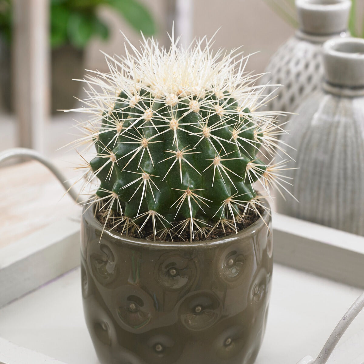 Cactussen en vetplanten - Schoonmoedersstoel - Cactus Echinocactus grusonii