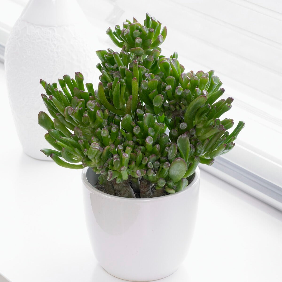 Crassula ovata hobbit - Jadeplant 'Hobbit' - Vetplanten voor binnen