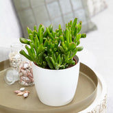 Jadeplant 'Hobbit' - Willemse