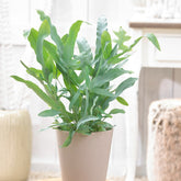 Blauwvaren 'Blue Star' - Phlebodium blue star - Kamerplanten