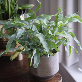 Blauwvaren 'Blue Star' - Willemse