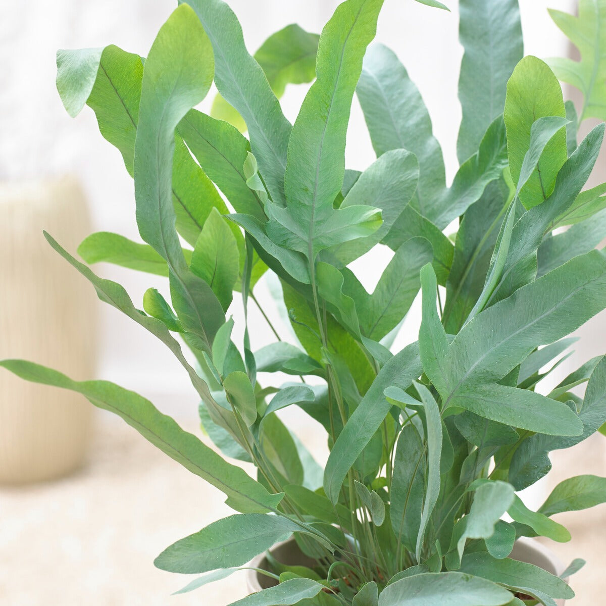 Blauwvaren 'Blue Star' - Phlebodium blue star - Type kamerplant