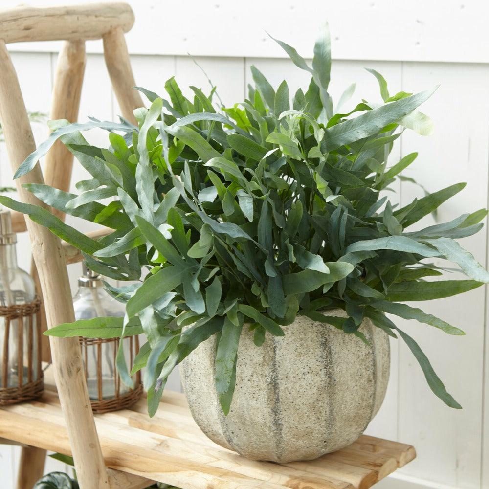Phlebodium blue star - Blauwvaren 'Blue Star' - Kamerplanten voor binnen