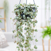Ceropegia woodii - Chinees lantaarntje - Vetplanten voor binnen