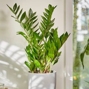 Verkoop ZZ Palm