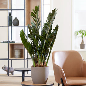 ZZ Palm - Zamioculcas zamiifolia - Willemse