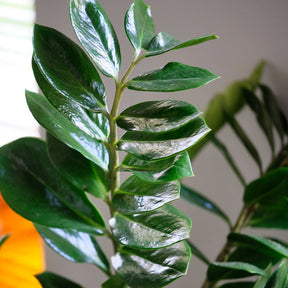 Verkoop ZZ Palm - Zamioculcas zamiifolia
