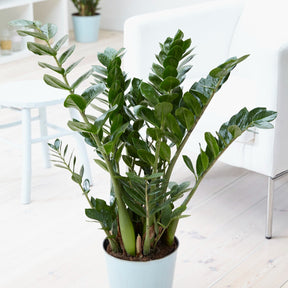 Zamioculcas zamiifolia - ZZ Palm - Binnenpalmen