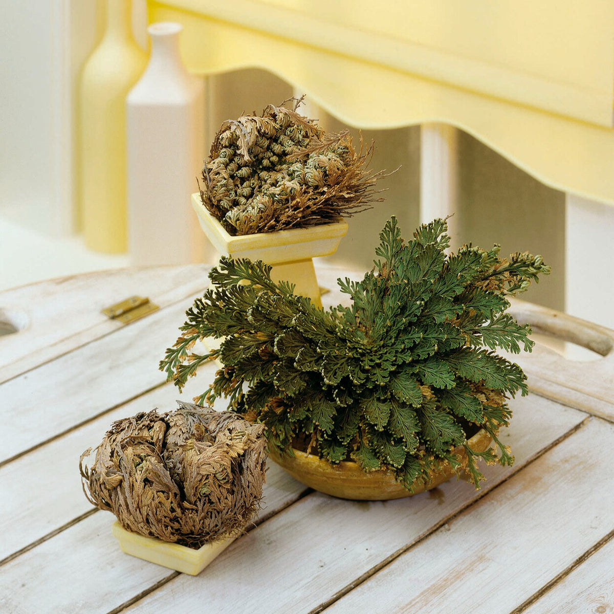 Roos van Jericho - Selaginella lepidophylla - Willemse