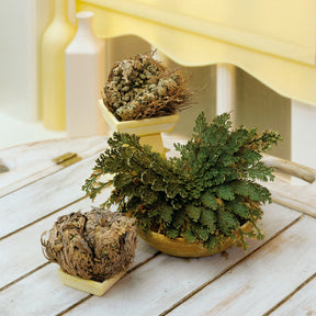 Roos van Jericho - Selaginella lepidophylla - Willemse