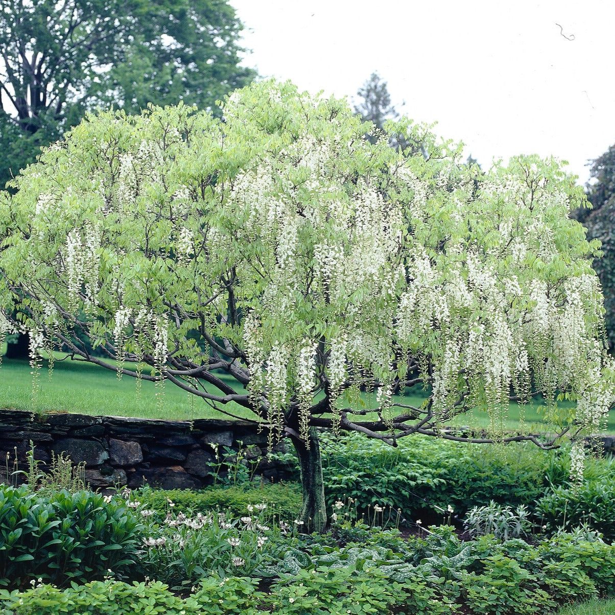 Verkoop Witte regen 'Alba'- op stam - Wisteria