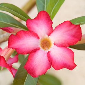 Woestijnroos en pot - Adenium obesum - Willemse