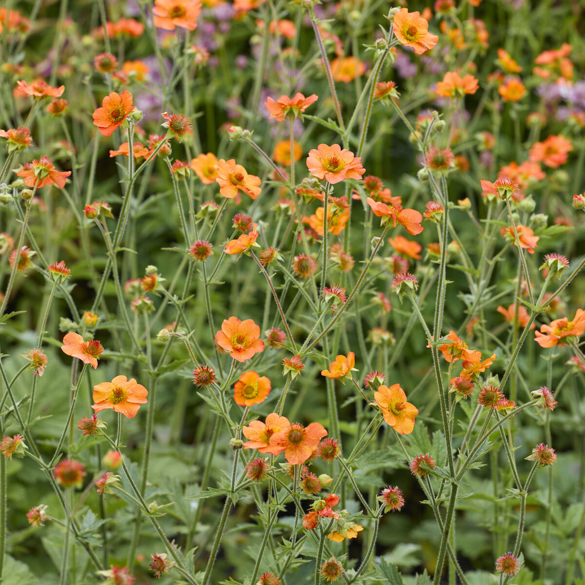Nagelkruid Totally Tangerine - Willemse