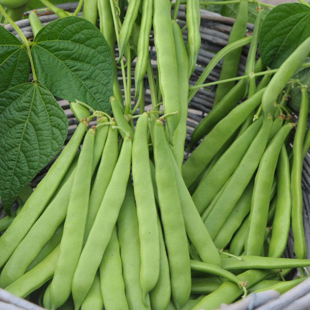 Snijboon 'Artemis' - Willemse