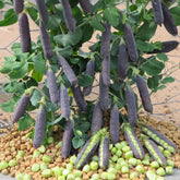 Capucijner Désirée