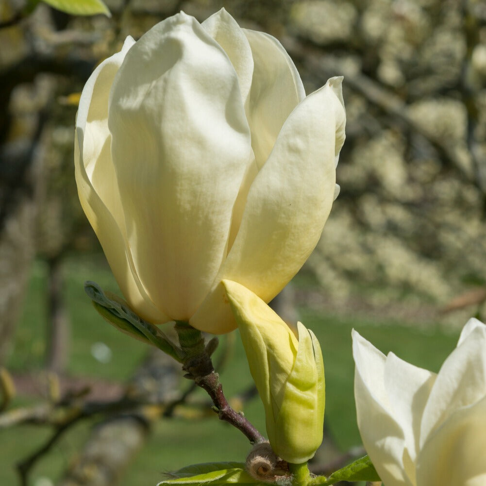 Magnolia 'Yellow Lantern' - Willemse
