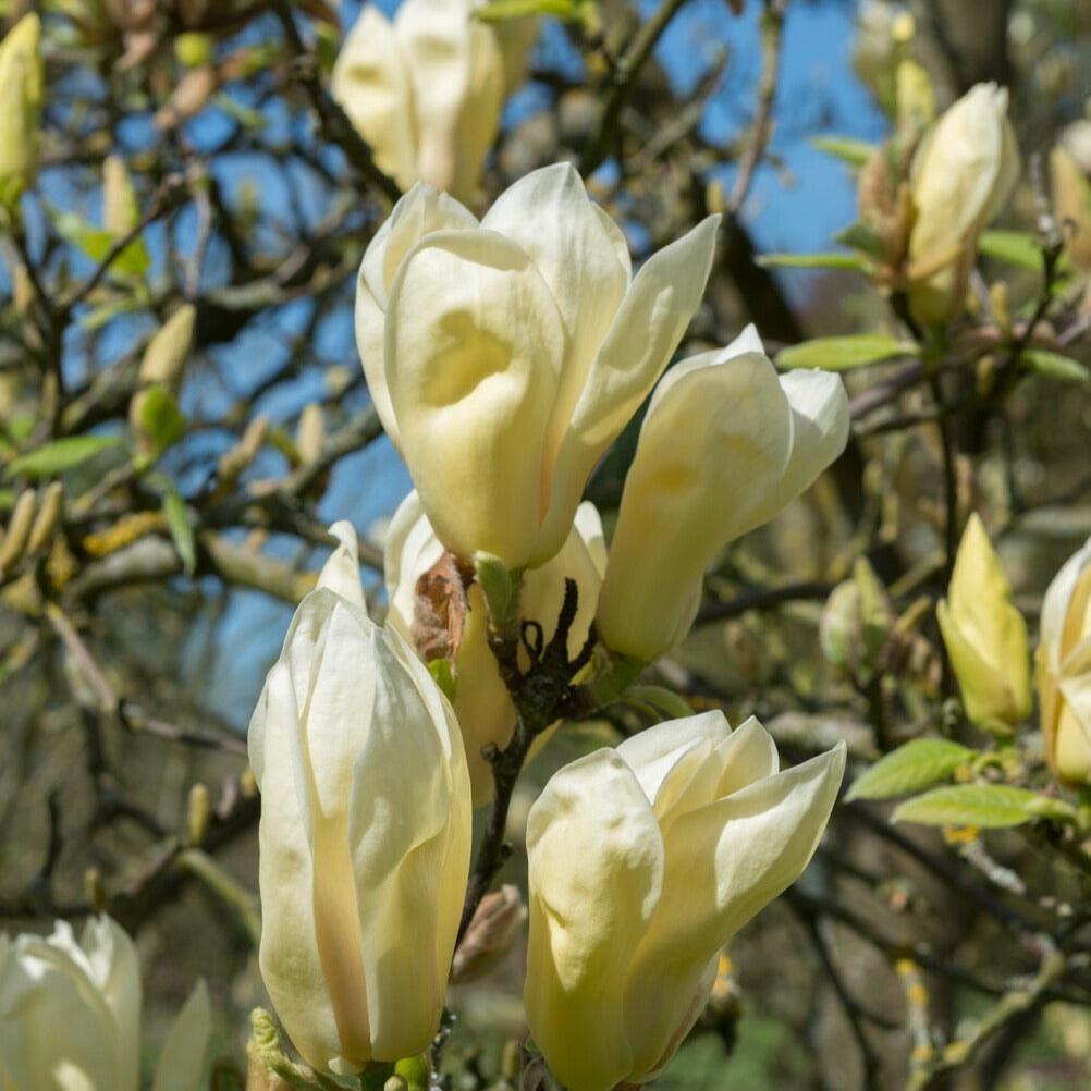 Magnolia Yellow Lantern - Magnolia 'Yellow Lantern' - Magnolia