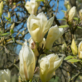 Magnolia Yellow Lantern - Magnolia 'Yellow Lantern' - Magnolia