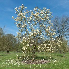 Magnolia - Magnolia 'Yellow Lantern' - Magnolia Yellow Lantern