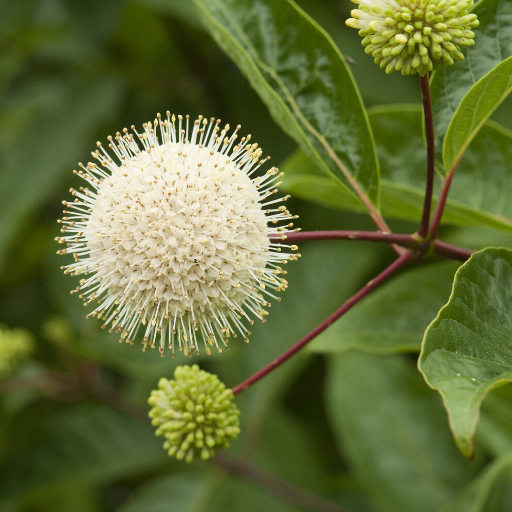 Kogelbloem - Cephalanthus occidentalis - Willemse