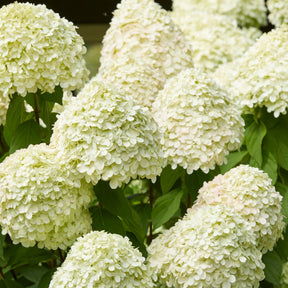 Pluimhortensia 'Limelight'