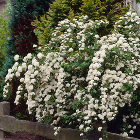 Witte Spierstruik - Spiraea nipponica Snowmound - Willemse
