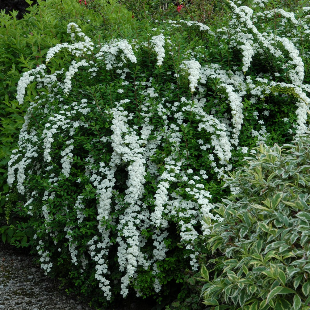 Spirea - Witte Spierstruik - Spiraea nipponica Snowmound