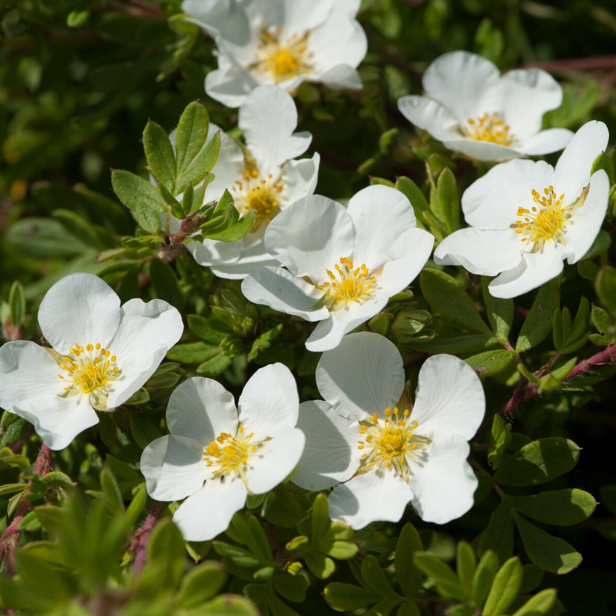 Ganzerik 'Abbotswood' - Willemse