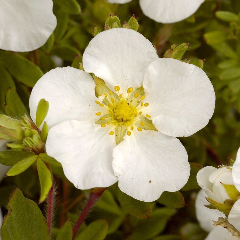 Ganzerik 'Abbotswood' - Potentilla fruticosa Abbotswood - Willemse