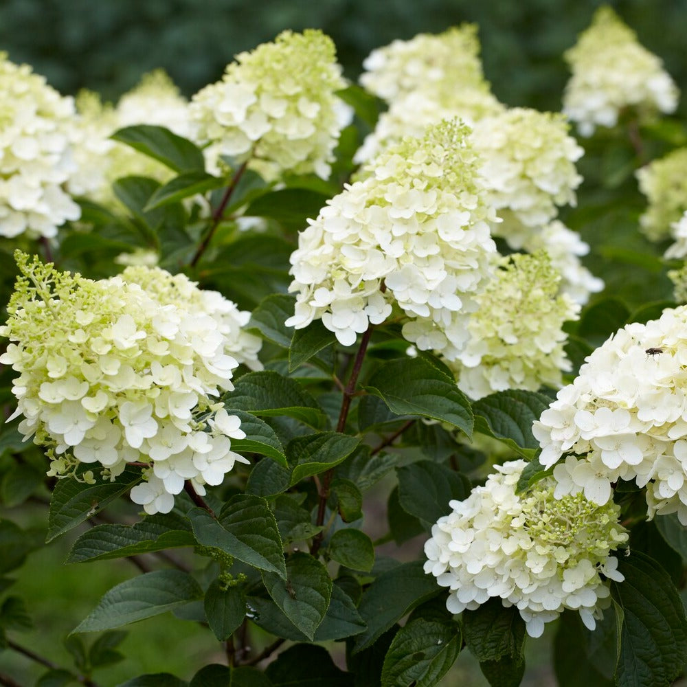 Pluimhortensia 'Silver Dollar' - Willemse