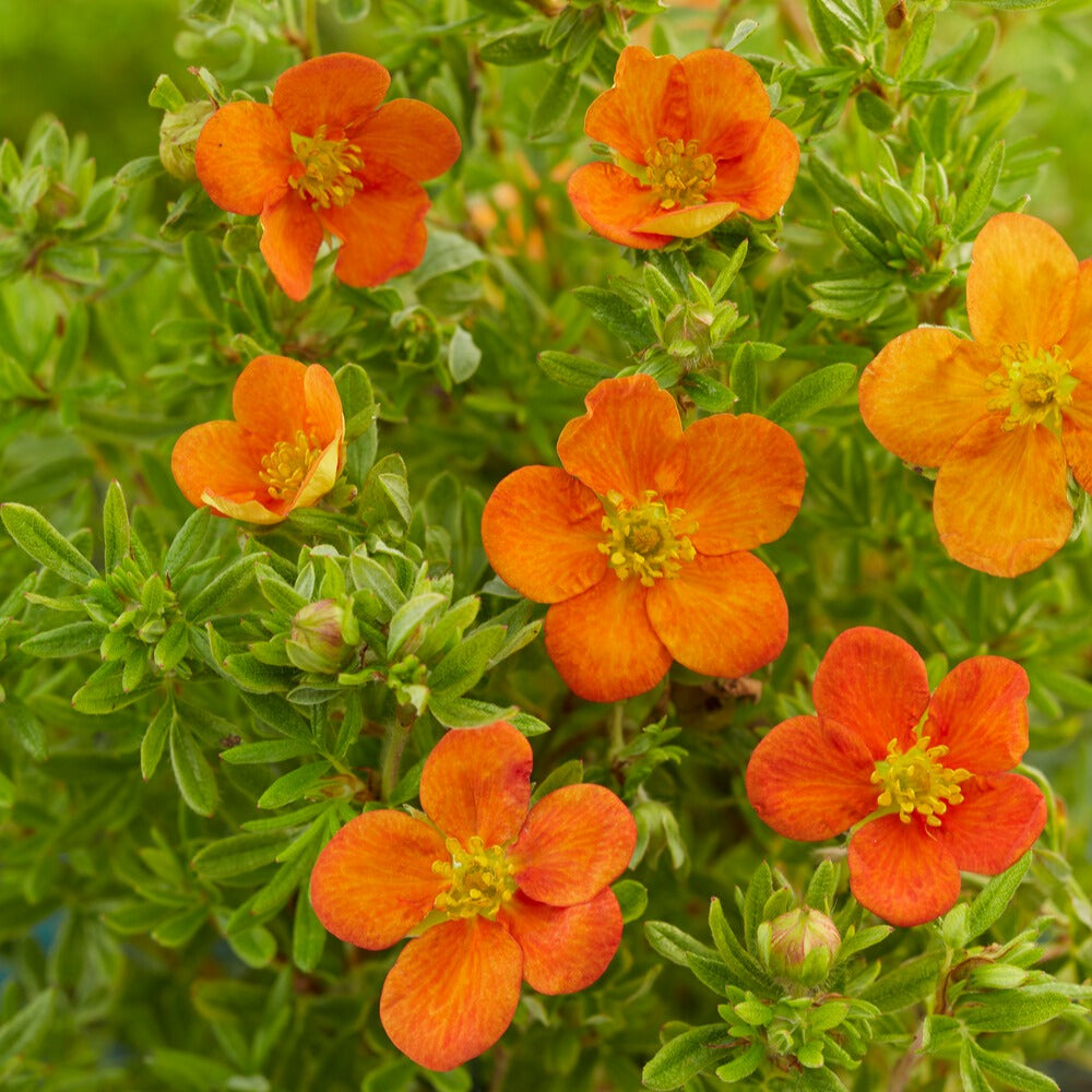 Ganzerik 'Bella Sol'® - Potentilla fruticosa Bella Sol® - Willemse