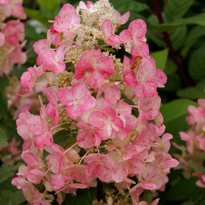 Pluimhortensia Magical® 'Fire'