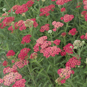 Achillea millefolium Cerise Queen - Duizendblad Cerise Queen - Bloeiende vaste planten