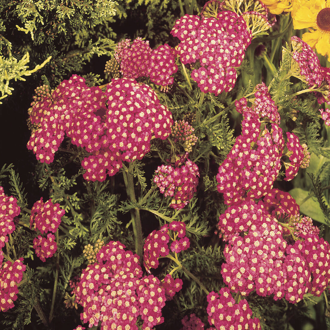 Duizendblad Cerise Queen - Willemse