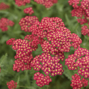 Duizendblad millefeuille Paprika - Achillea millefolium Paprika - Willemse