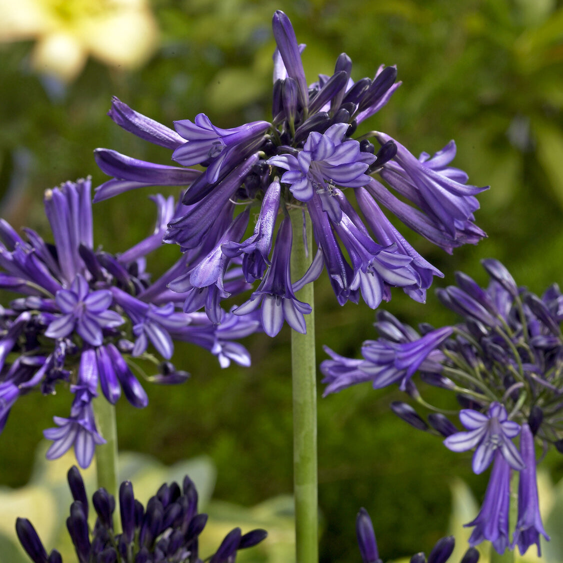 Afrikaanse lelie 'Black Pantha' - Willemse