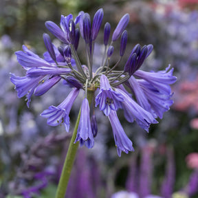 Afrikaanse lelie 'Black Pantha' - Agapanthus Black Pantha - Willemse