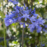 Agapanthus x africanus Doctor Brouwer - Afrikaanse lelie Doctor Brouwer - Agapanthus