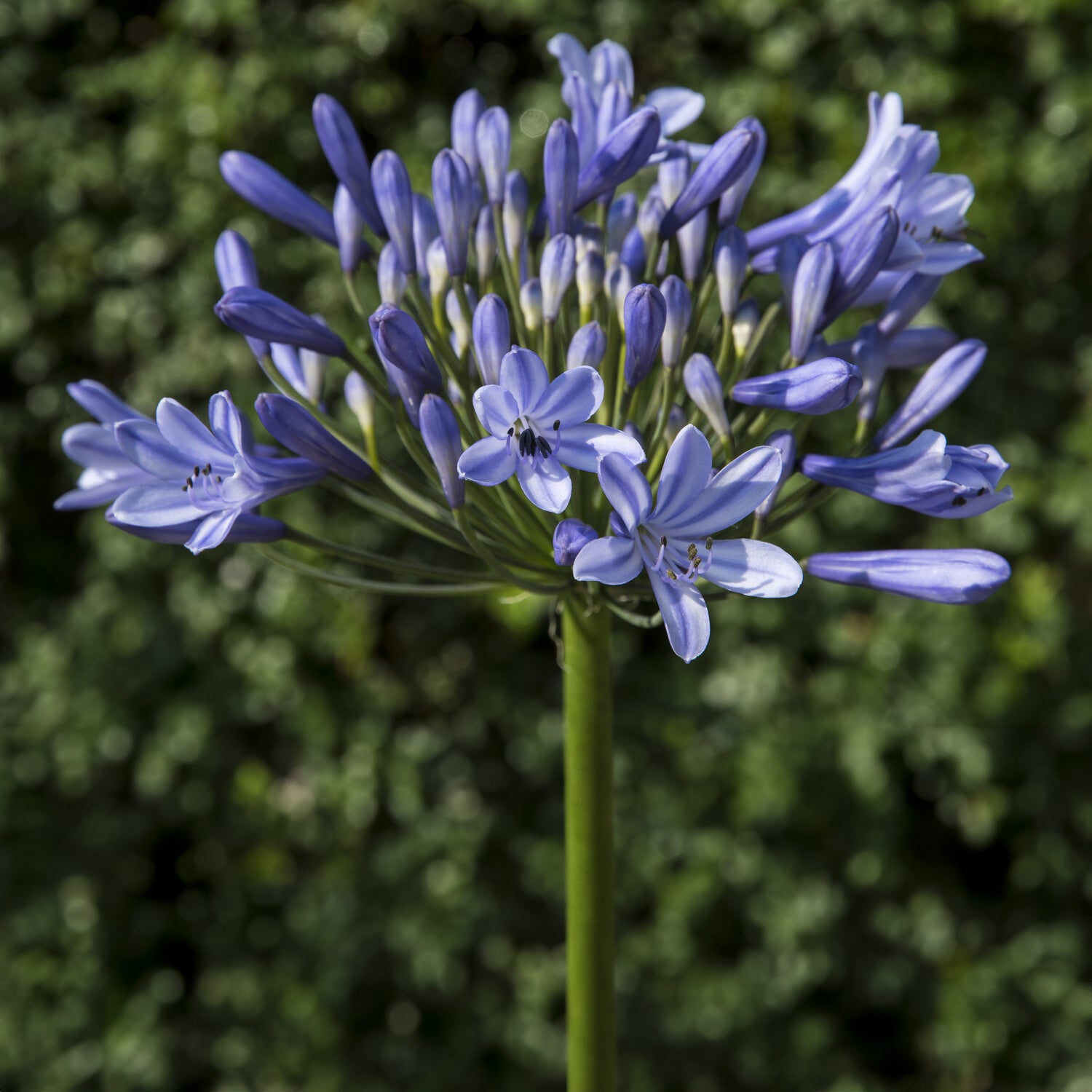 Afrikaanse lelie Doctor Brouwer - Agapanthus x africanus Doctor Brouwer - Willemse