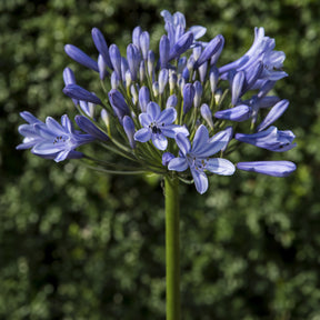 Afrikaanse lelie Doctor Brouwer - Agapanthus x africanus Doctor Brouwer - Willemse