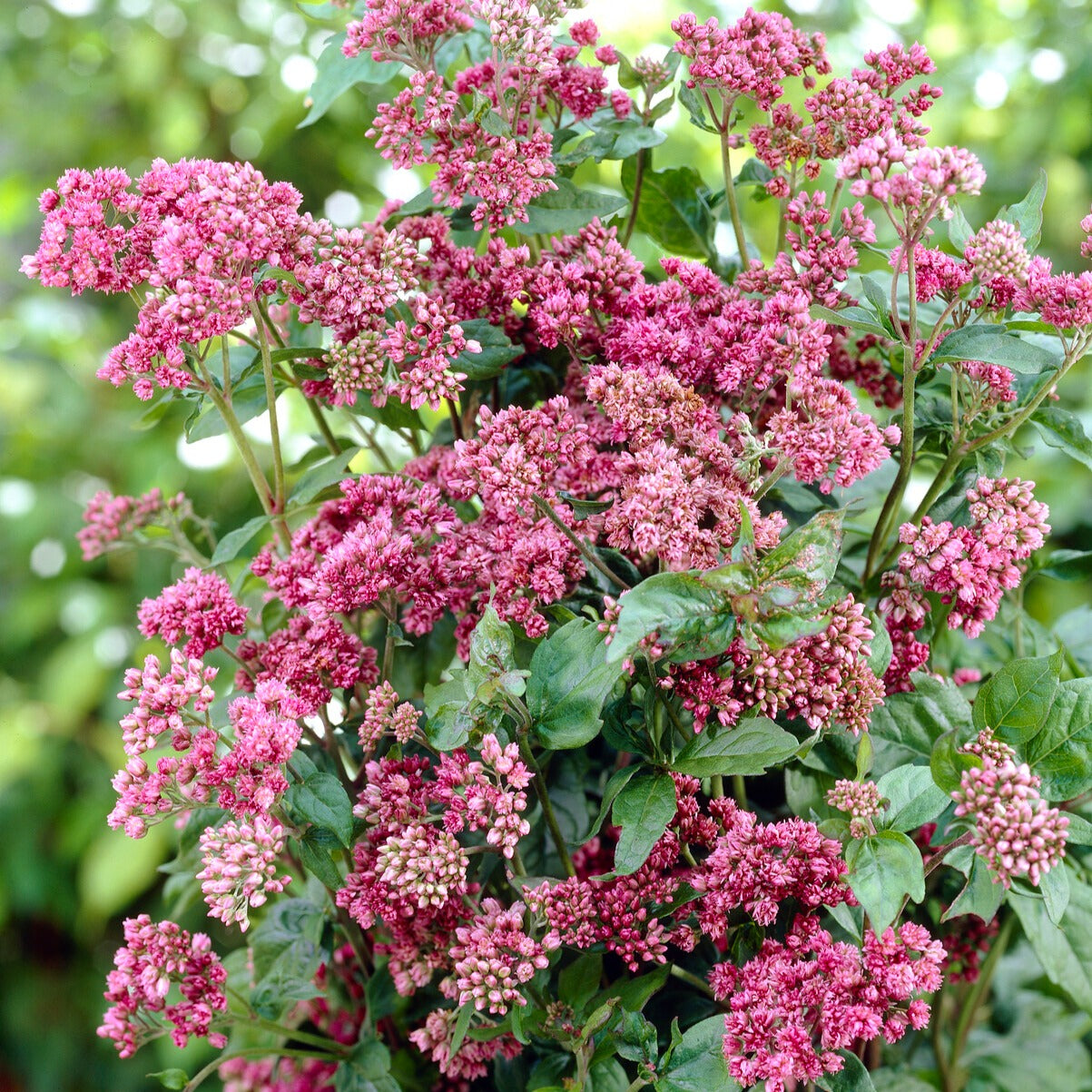 Vaste planten - Koninginnekruid - Eupatorium cannabinum Plenum