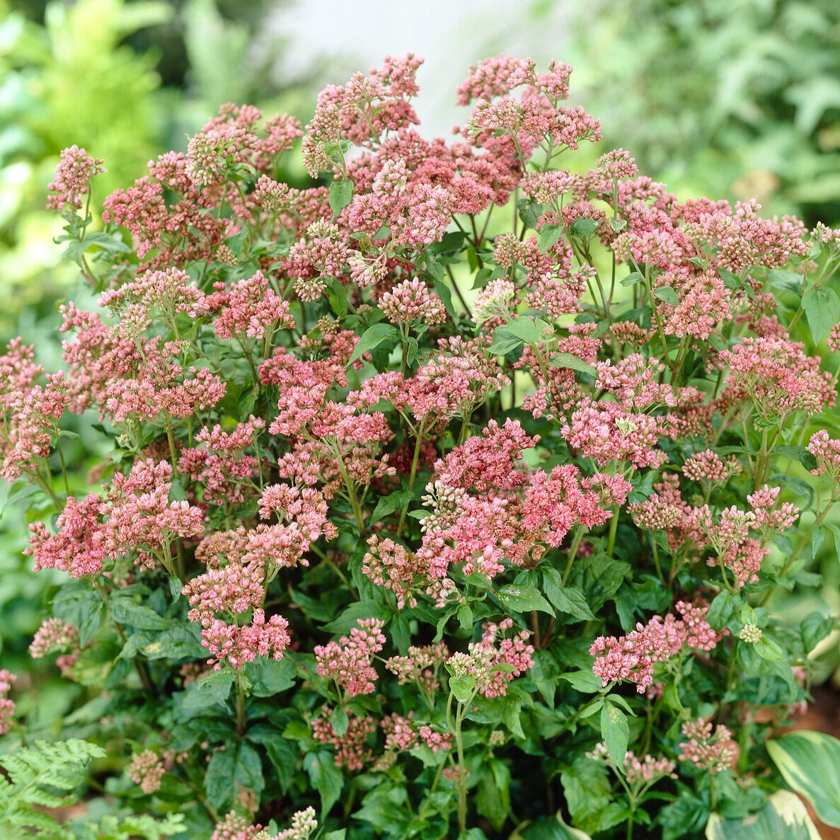 Koninginnekruid - Willemse